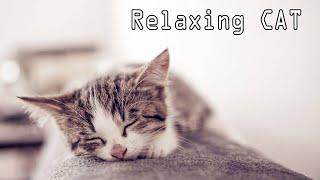 Tidur Kucing Musik - Relaxing