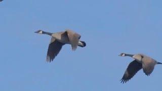 Body language of migrating Canadian Geese