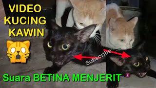 Kucing Kawin Suara Betina mengeong  kucing betina birahi