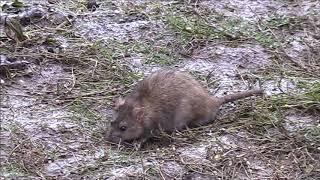 Brown Rat Rattus norvegicus