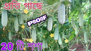 প্রতি গাছে বিশ টা করে শশা একদম প্রমাণ সহ জমিতে দেখে নিন। ১০০ শতক জমির বর্ষা কালীন শশা চাষ।