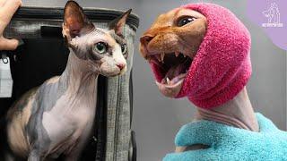 Our Special Today Two Adorable Rotisserie Kitties  Sphynx Cats