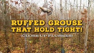 Finding UNPRESSURED Ruffed Grouse in November