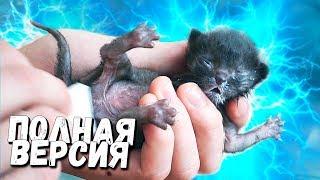 Rescue a newborn kitten. Full version  SANI vlog