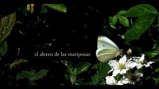 EL ALETEO DE LAS MARIPOSAS  Microdocumental naturaleza  Breve pieza musical a las mariposas. 4K