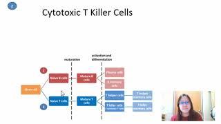 Chapter 11.1c - Maturation and Activation of T-Lymphocytes    Cambridge A-Level 9700 Biology