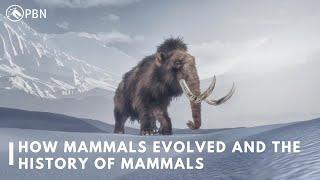 How Mammals Evolved  History Of Mammals  PBN