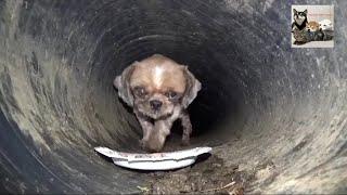 Helping a stray dog living in a filthy sewer smelling like a rat.