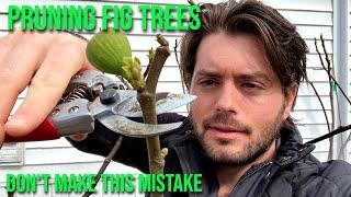 Figs Pruning for Smaller Larger or More Productive Trees