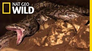 Python Babies Nurtured by Snake Mom in First-Ever Footage  Nat Geo Wild