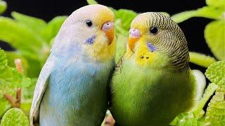 Parakeets Sounds  Budgies Sound Effect  Beautiful Love Birds Singing  Budgie Noises  No Music