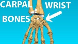 Carpal Bones - Wrist Anatomy Bones #7