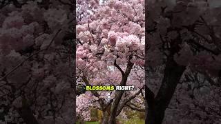 Japans Cherry Blossoms Are Afraid Of Hokkaido #cherryblossom #hokkaido