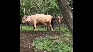 sapi melahirkan anak