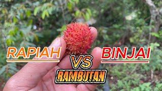 CIRI CIRI RAMBUTAN RAPIAH DAN RAMBUTAN BINJAI