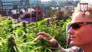From IBM Suit to Cannabis Grower - The Story Behind Soma Seeds - Smokers Guide TV Amsterdam