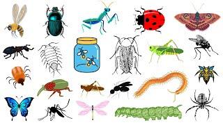 A List Of 30+ INSECTS In English With Pictures  English Vocabulary