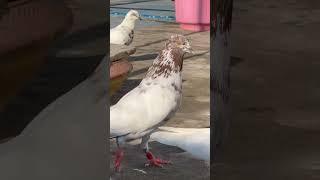 kabootar ki nasal #youtube #video #viral #short