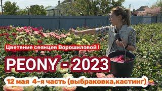 Сеянцы пионов Ворошиловой. Цветение 2023 года Часть 5  Сад Ворошиловой