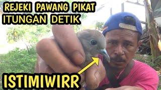 rejeki nomplok pawang pikat perkutut mendapatkan perkutut istimewa ini itungan detik