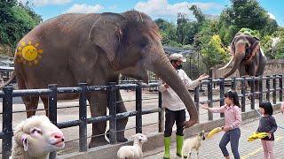 Kasih Makan Gajah Domba dan Naik Kuda di Kebun Binatang Anak