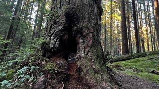 Smallest Hobbit house in Vancouver Forest خانه آدم کوتوله ها در جنگل کانادا