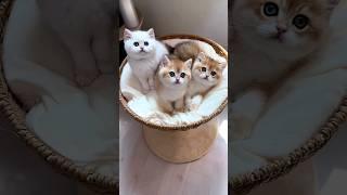 cute kittens 