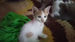 anak kucing seru & lincah