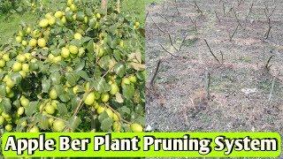 How to CuttingPruning Apple Ber Plant  Pruning Date & Time