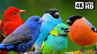 Relaxing Nature Sounds  Most Wonderful Birds of the World  Stress Relief  Birds Sounds  No Music
