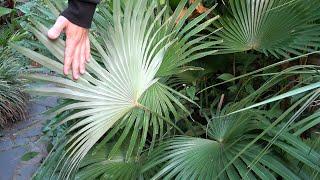 Trachycarpus princeps Palms & wagnerianus X princeps update