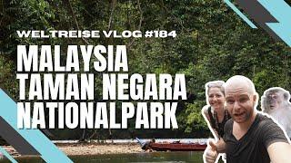 3 Nächte im Dschungel des Taman Negara Nationalparks - MALAYSIA 