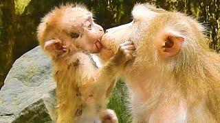 Monkey & Primates Baby Give Sweet Love So Much To Mommy Very Lovely Best Monkey Moments Animal