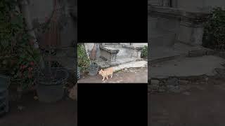 KUCING OREN MILIK TETANGGA SUKA DATANG   KE RUMAH LIKE & SUBSCRIBE-NURUL HIDAYAHPart 19