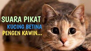 suara pikat kucing ampuh auto nyamperin  kucing betina pengen kawin