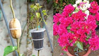 The Ultimate Guide to Propagating Bougainvillea Flowers through Branch Cuttings