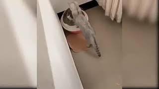 Ooh how these cats are cute شاهدوا جمال هذه القطط الكيوت والدلوعة