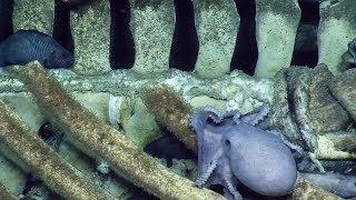 Baleen Whale Fall Becomes a Deep Sea Banquet at Davidson Seamount  Nautilus Live