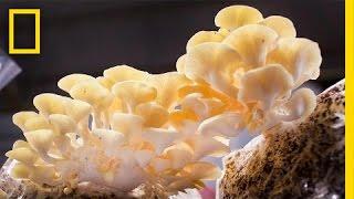 You Didn’t Know Mushrooms Could Do All This  National Geographic