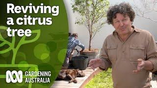 How to revive an unhealthy citrus tree  DIY Garden Projects  Gardening Australia