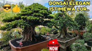 HARGA BONSAI ELEGAN PAK ATMO - BATU