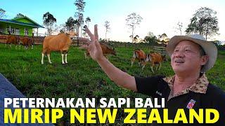 PETERNAKAN SAPI BALI MODERN & BERSIH NEW ZEALAND-NYA KALIMANTAN @cheitokarno3654