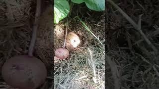 grow potatoes above ground in grass clippings #nodigpotatoes #deepmulchgarden