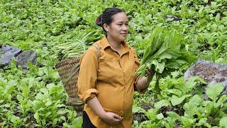 Harvest Green Vegetables Goes To Market Sell - Cooking - Garden  Ly Thi Ca