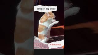 Smallest Dog Breed - Chihuahua #shorts