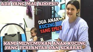 ISTRI BULE RUSIA MENEMUKAN DUA ANAK KUCING TERLANTAR DAN SEKARAT DI JALAN  TOLONG ADOPSI MEREKA