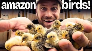 We Hatched the Tiniest Eggs from Amazon