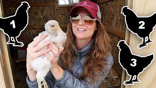 Building The Perfect Flock The 5 Best Chicken Breeds For A Well Rounded Coop + Factors To Consider