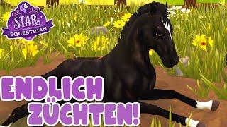 Wir züchten das erste Fohlen  Star Equestrian PC