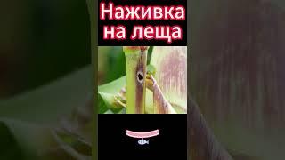 Наживка на леща